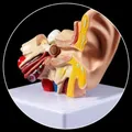 HOME_ACCESSORIES_EDUCATIONAL__Mema Shop