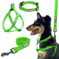 BRAND_CATEGORY_COLLAR_AND_LEASH__WAPAW
