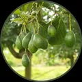 OUR_SPECIALTY_MEDICINAL_PLANTS__HARIGURU  PLANTS 