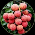 OUR_SPECIALTY_INDOOR_PLANTS__HARIGURU  PLANTS 