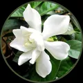 OUR_SPECIALTY_BEST_SELLERS__HARIGURU  PLANTS 