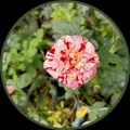 OUR_SPECIALTY_FLOWER_PLANT__HARIGURU  PLANTS 