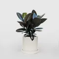 BRAND_CATEGORY_ARTIFICIAL_PLANTS__Deco Design Gallery
