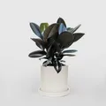 BRAND_CATEGORY_ARTIFICIAL_PLANTS__Deco Design Gallery