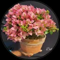 NEW_PLANTS_BOUGAINVILLEA__Heritage Florals