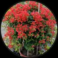 NEW_PLANTS_TOP_SELLING__Heritage Florals