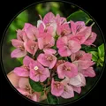 NEW_PLANTS_BEST_SELLERS__Heritage Florals