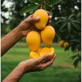 NEW_PLANTS_MANGO__Heritage Florals