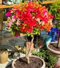 SHOP_BY_CATEGORY_FLOWER_PLANT___ZXXYANBI