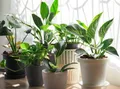 SHOP_BY_CATEGORY_INDOOR_PLANT___ZXXYANBI