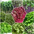 SHOP_SEEDS_CATEGORY_MICROGREEN_SEEDS__ZXXYANBI
