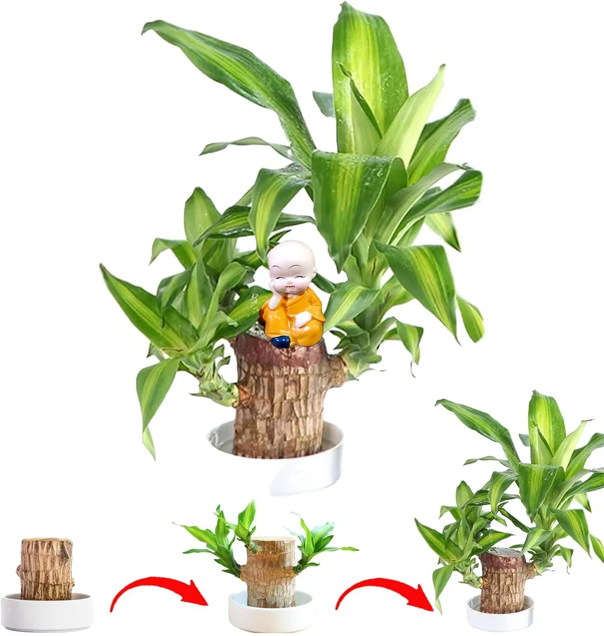 Brazilian_Lucky_Wood_Plant_For_Your_Sweet_Home_Decor/Gardening_Brazilian_Lucky_Bamboo_Healthy_Indoor_Plant_(Air_Purifying)_Pack_Of_1__Greenery Nursery__undefined