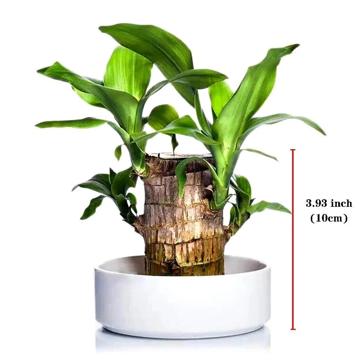 Brazilian_Lucky_Wood_Plant_For_Your_Sweet_Home_Decor/Gardening_Brazilian_Lucky_Bamboo_Healthy_Indoor_Plant_(Air_Purifying)_Pack_Of_1__Greenery Nursery__undefined