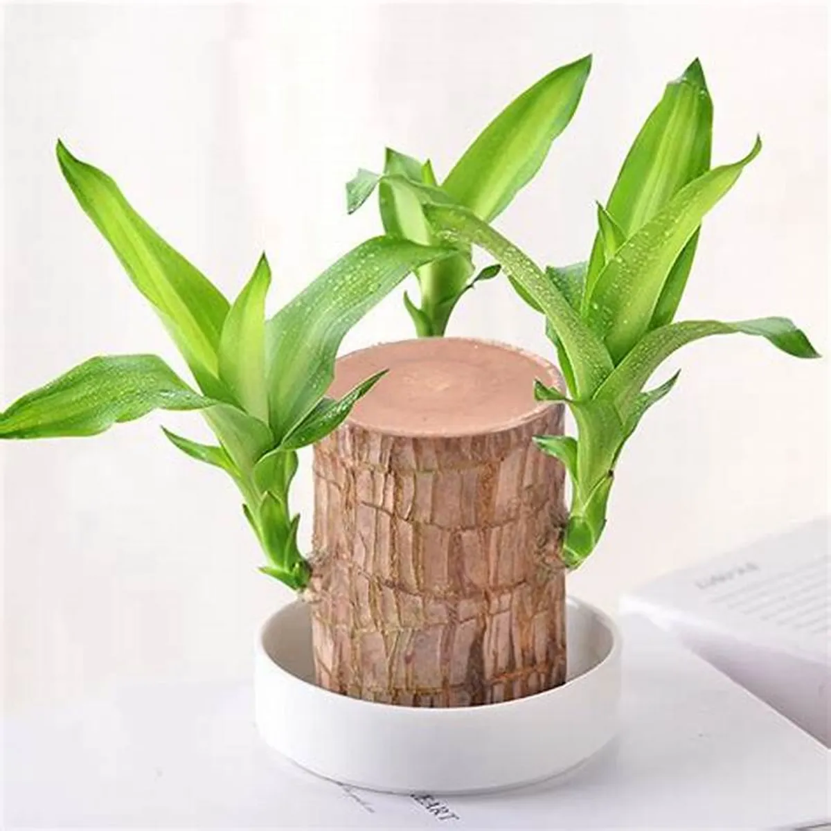 Brazilian_Lucky_Wood_Plant_For_Your_Sweet_Home_Decor/Gardening_Brazilian_Lucky_Bamboo_Healthy_Indoor_Plant_(Air_Purifying)_Pack_Of_1__Greenery Nursery__undefined