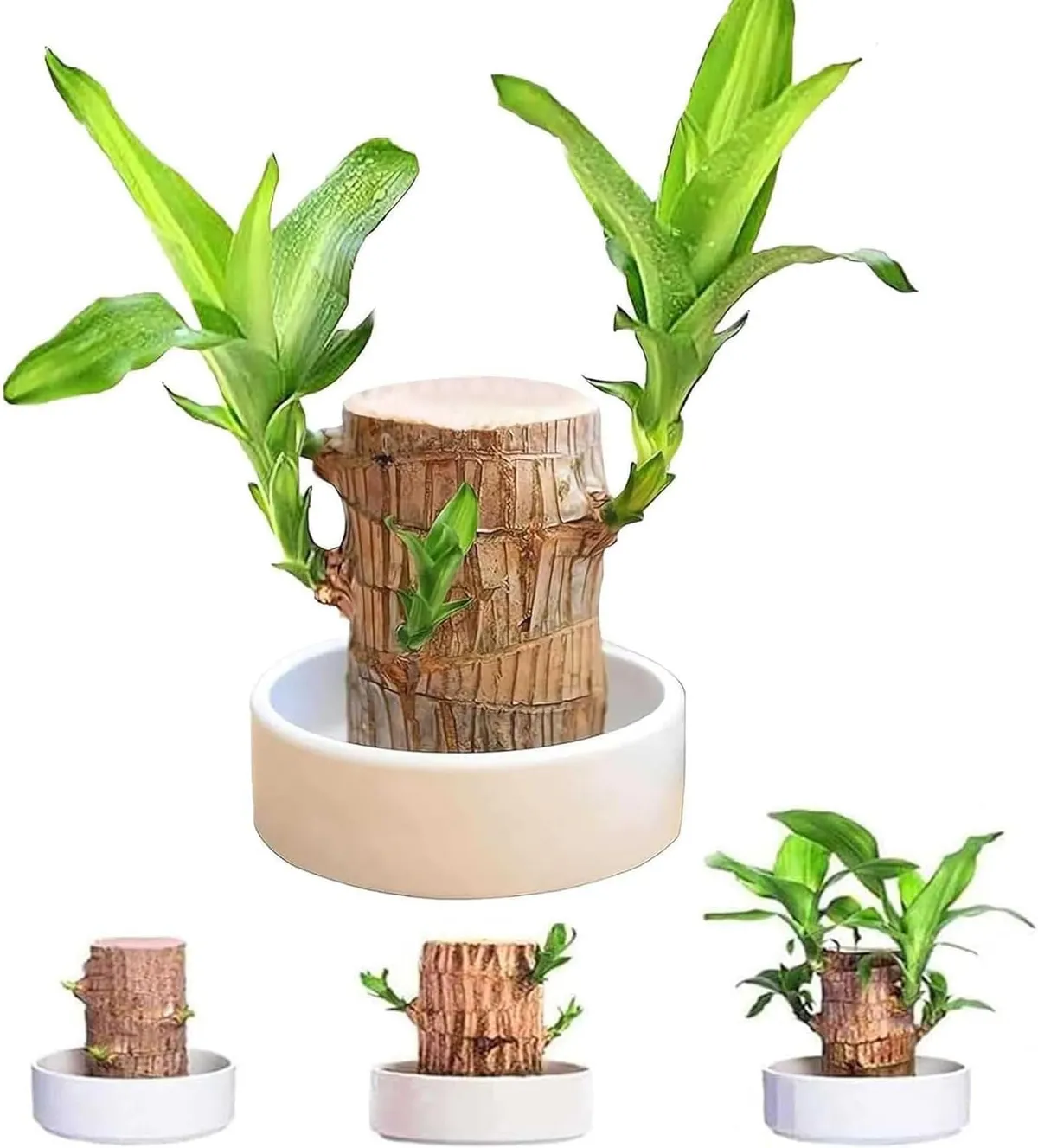 Brazilian_Lucky_Wood_Plant_For_Your_Sweet_Home_Decor/Gardening_Brazilian_Lucky_Bamboo_Healthy_Indoor_Plant_(Air_Purifying)_Pack_Of_1__Greenery Nursery__undefined