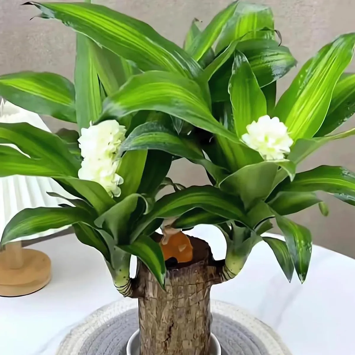 Brazilian_Lucky_Wood_Plant_For_Your_Sweet_Home_Decor/Gardening_Brazilian_Lucky_Bamboo_Healthy_Indoor_Plant_(Air_Purifying)_Pack_Of_1__Greenery Nursery__undefined