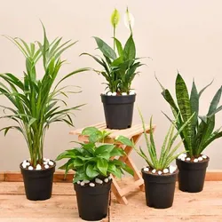CATEGORY_INDOOR_PLANTS__OrchidZone