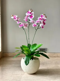 CATEGORY_ORCHIDS__OrchidZone