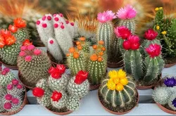 CATEGORY_CACTUS__OrchidZone