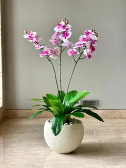 CATEGORY_ORCHIDS__OrchidZone