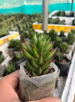 CATEGORY_LOW_MAINTENANCE__OrchidZone