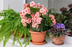 CATEGORY_FLOWERING_PLANTS__OrchidZone