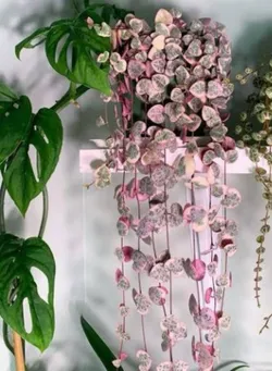 CATEGORY_HANGING_PLANTS__OrchidZone