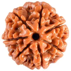 CATEGORY_RUDRAKSHA__Divine Rudras