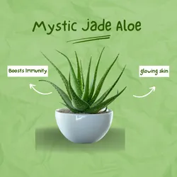 SHOP_BY_CATEGORY_Cacti_And_Succulents__Barhloew