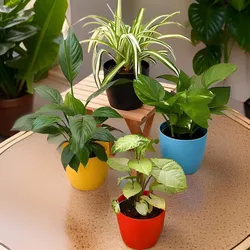 CATEGORY_INDOOR_PLANTS__Plantvilla