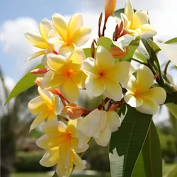CATEGORY_FLOWER_PLANTS__Plantvilla