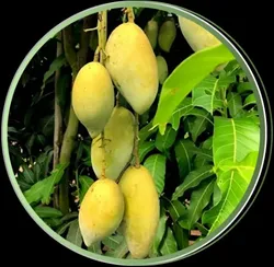 OUR_COLLECTIONS_MANGO__Green Land Nursery India