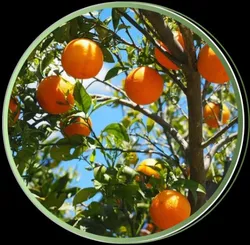 OUR_COLLECTIONS_FRUITS__Green Land Nursery India