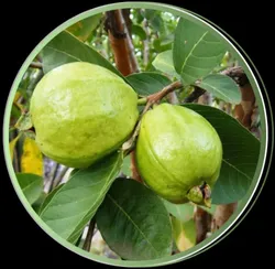 OUR_COLLECTIONS_FRUITS__Green Land Nursery India