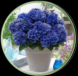 OUR_COLLECTIONS_INDOOR_PLANTS__Green Land Nursery India