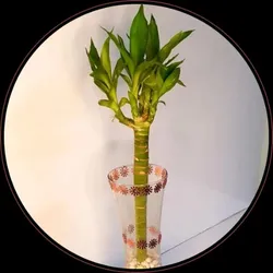 OUR_COLLECTIONS_BAMBOO_PLANT__RK Handicrafts 