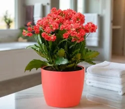 CATEGORY_FLOWER_PLANT__TAPOBON