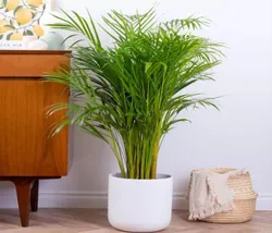 CATEGORY_ORNAMENTAL_PLANTS__TAPOBON