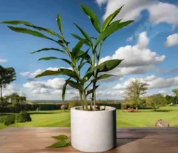 CATEGORY_SPICE_PLANTS__TAPOBON