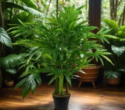 CATEGORY_FOREST_PLANTS__TAPOBON