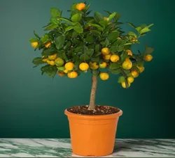 CATEGORY_FRUIT_PLANT__TAPOBON