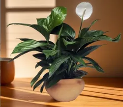 CATEGORY_INDOOR_PLANT__TAPOBON