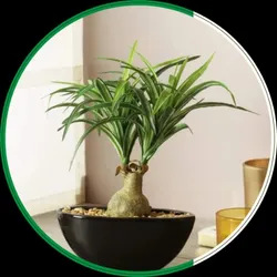 OUR_COLLECTIONS_PLANTER_AND_POTS__DE GARDENIA