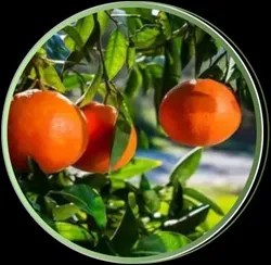 OUR_COLLECTIONS_EXOTIC_FRUIT_PLANT__urbageecha