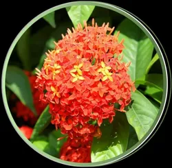 OUR_COLLECTIONS_EXOTIC_FLOWER_PLANT__urbageecha