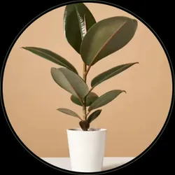 BRAND_CATEGORY_INDOOR_PLANTS__FLORA FUEL