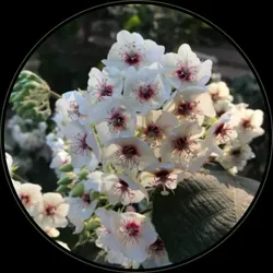 BRAND_CATEGORY_FLOWER_PLANTS__FLORA FUEL