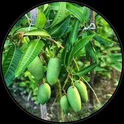 BRAND_CATEGORY_SUMMER_PLANTS__FLORA FUEL