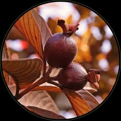 BRAND_CATEGORY_FRUIT_PLANTS__FLORA FUEL