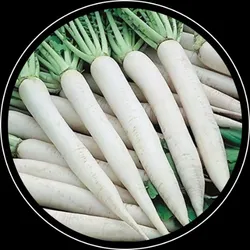 BRAND_CATEGORY_SEEDS__HOPLANT